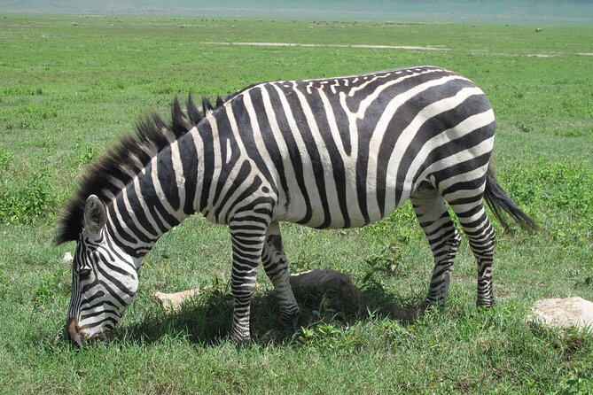 5-Day Lake Manyara, Serengeti, Ngorongoro Crater and Tarangire - Day 1: Lake Manyara’s forest and flamingo shoreline