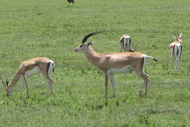 5-Day Lake Manyara, Serengeti, Ngorongoro Crater and Tarangire - The guide can make or break this schedule