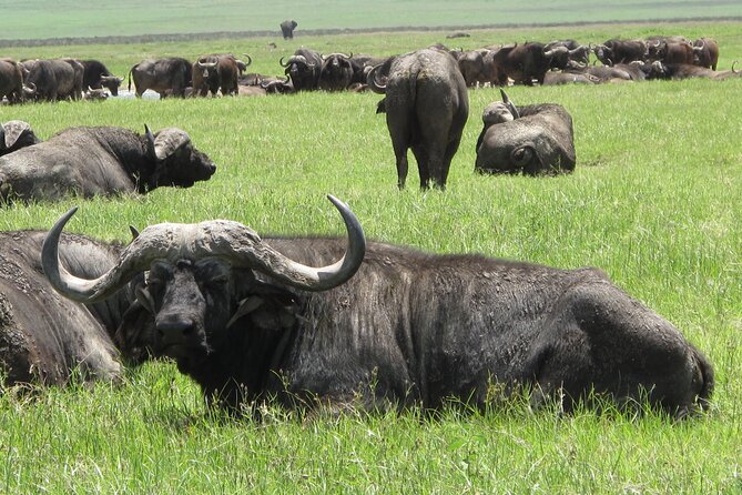 5-Day Lake Manyara, Serengeti, Ngorongoro Crater and Tarangire - Day 2: From Karatu to the central Serengeti