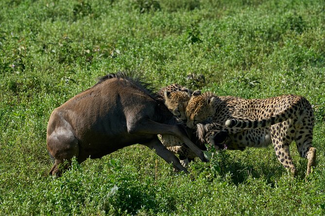 5-Day Majestic Tanzania Safari - High End All Inclusive - Day four: Ballooning over the Serengeti, then Ngorongoro