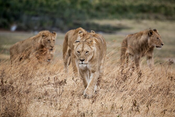5-Day Majestic Tanzania Safari - High End All Inclusive - Day one: Lake Manyara and a rare night drive