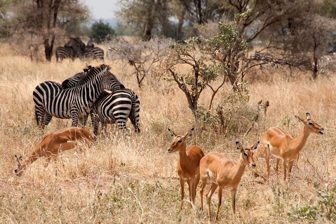 5-Day Mid-Range Safari in Tanzania - Lake Manyara’s forest, lake, and flamingos on day four