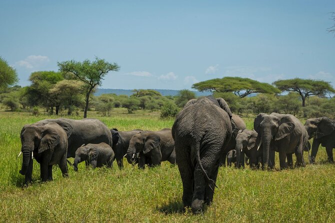 5-Day Mid-Range Safari in Tanzania - What the five-day plan leaves out