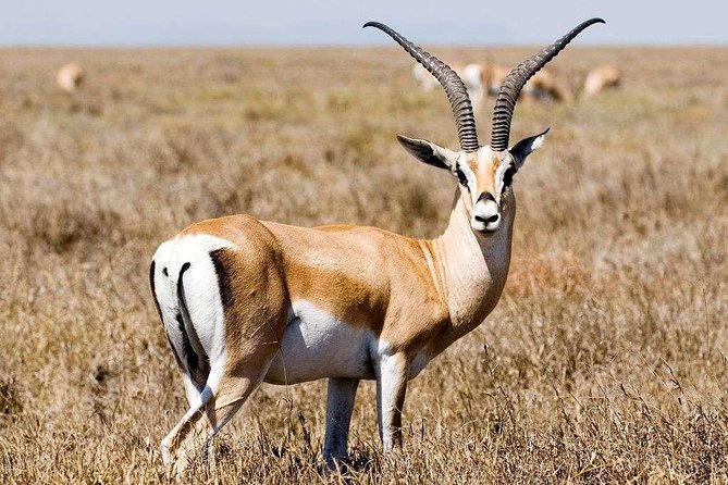 5 Day Mid range Tanzania Safari - Day 1: Lake Manyara’s many habitats