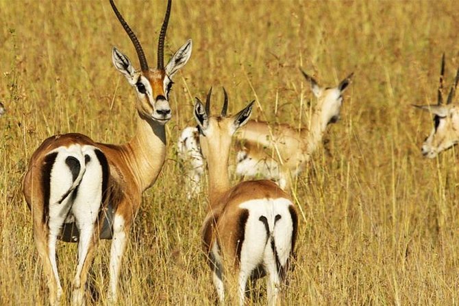 5 Day Mid range Tanzania Safari - Day 3: A full day in the Serengeti