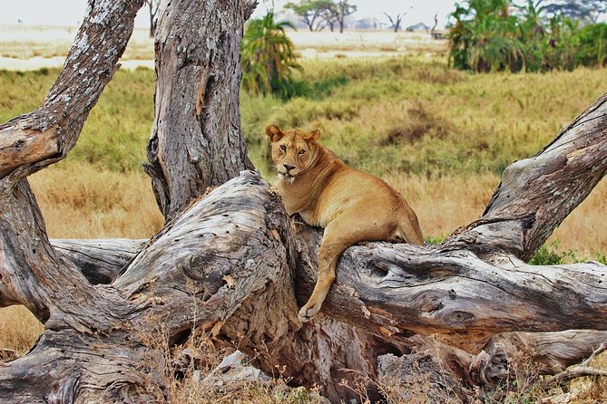 5 Day Mid range Tanzania Safari - Day 4: Olduvai Gorge and the road to Ngorongoro