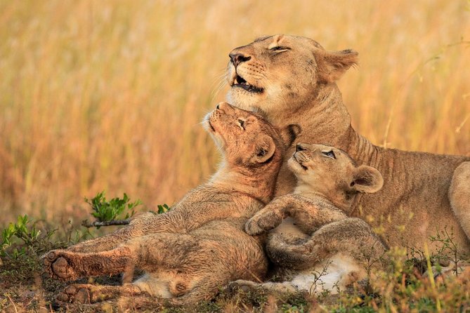 5 Day Mid range Tanzania Safari - Accommodation, food, and comfort