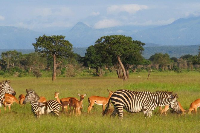 5-Day Mikumi & Ruaha Tanzania Wildlife Lodge Safari - Five things to know before you go