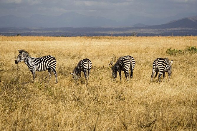 5-Day Mikumi & Ruaha Tanzania Wildlife Lodge Safari - Why southern Tanzania makes a good safari choice