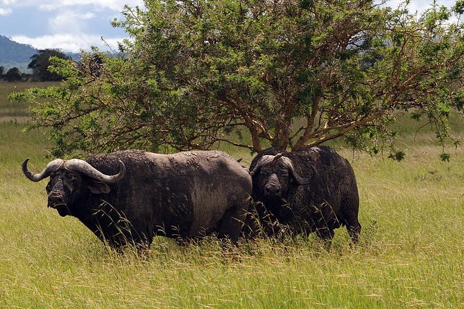 5-Day Mikumi & Ruaha Tanzania Wildlife Lodge Safari - Day two: the long move from Mikumi to Ruaha