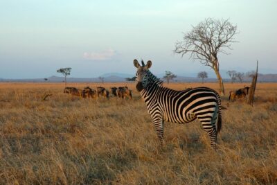 5-Day Mikumi & Ruaha Tanzania Wildlife Lodge Safari
