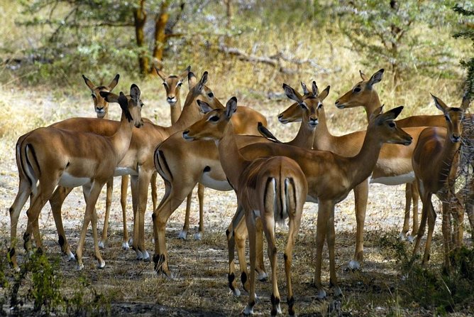 5-Day Mikumi & Ruaha Tanzania Wildlife Lodge Safari - Who should book this private safari