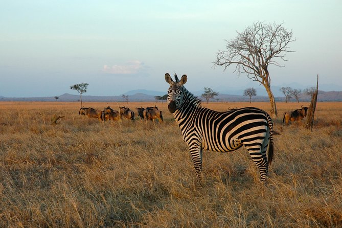 5-Day Mikumi & Ruaha Tanzania Wildlife Lodge Safari - Day one: first game drive in Mikumi National Park