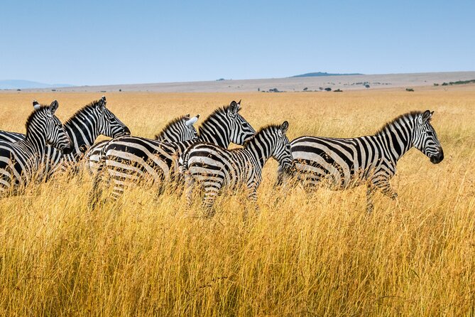 5-Day Ngorongoro Crater and Lake Manyara Safari from Arusha - Day 1: Tarangire and the first taste of safari