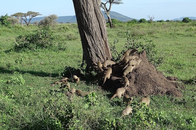 5-Day Ngorongoro Crater and Lake Manyara Safari from Arusha - Day 4: Six hours inside Ngorongoro Crater
