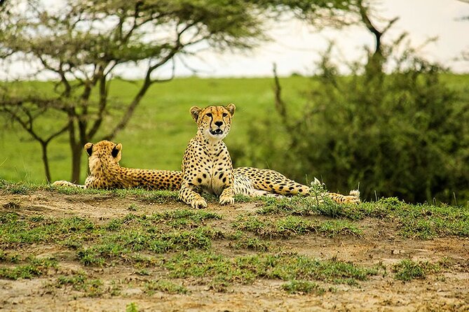 5-Day Ngorongoro Crater and Lake Manyara Safari from Arusha - Day 5: Lake Manyara’s forest and alkaline water