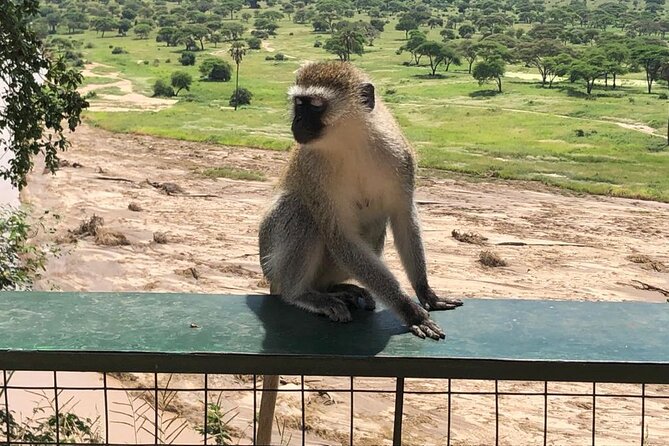 5-Day Ngorongoro Crater and Lake Manyara Safari from Arusha - Guides who shape the experience