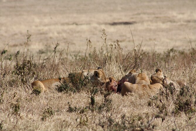 5-Day private Camping Safari Tour in Tanzania - What $2,300 buys you