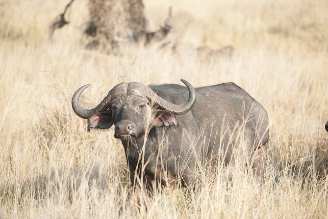 5-Day private Camping Safari Tour in Tanzania - Day 5: Down into Ngorongoro Crater