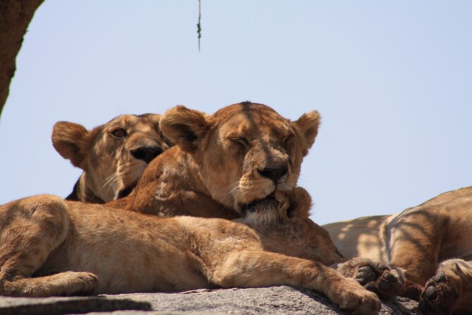 5-Day private Camping Safari Tour in Tanzania - Guides, food, and the human side of the safari