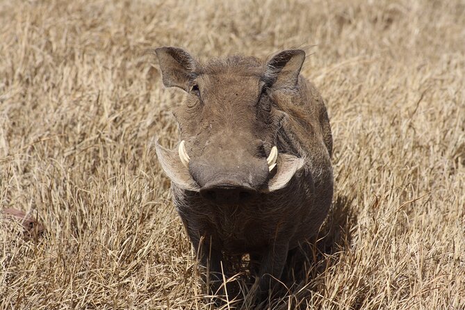 5-Day private Camping Safari Tour in Tanzania - Day 1: Elephants and baobabs in Tarangire