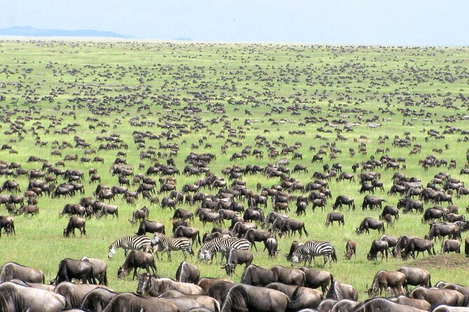 5 Day Private Guided Wildebeest Migration Tour - Day 3: From Ngorongoro to the Serengeti plains