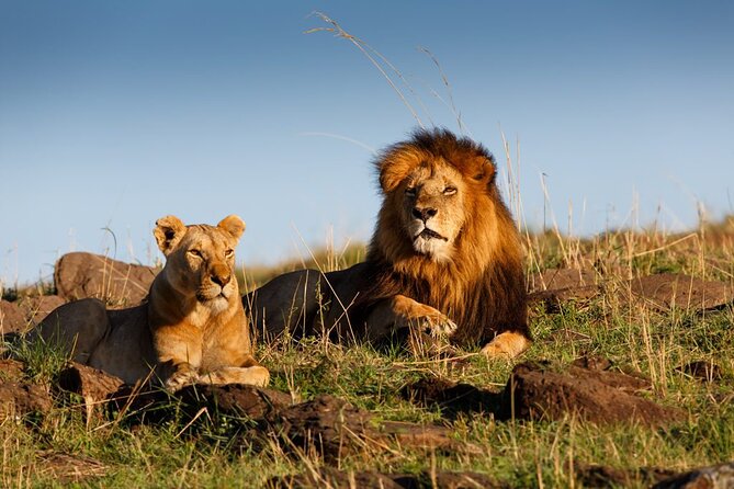 5 Day Private Guided Wildebeest Migration Tour - Day 4: The main Serengeti game-drive day