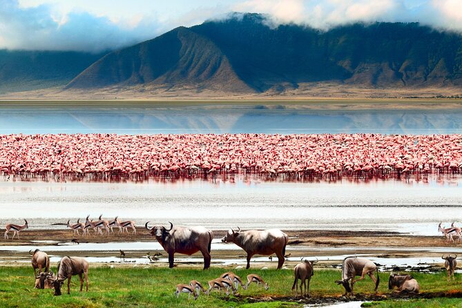 5 Day Private Guided Wildebeest Migration Tour - Guides, planning, and the small details that matter