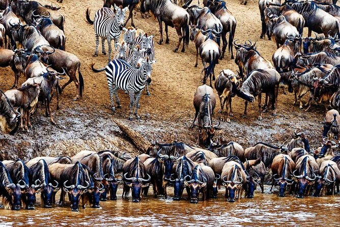 5 Day Private Guided Wildebeest Migration Tour - Day 1: Elephants and baobabs in Tarangire