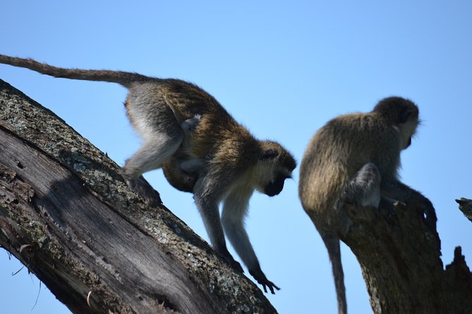 5 Day Private Lodge & Camping Tour of Tarangire, Serengeti & Ngorongoro Crater - Three parks, three different safari moods