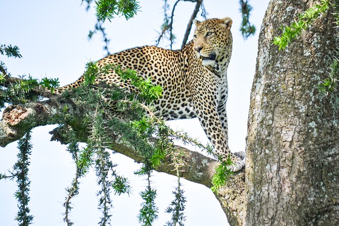5 Day Private Lodge & Camping Tour of Tarangire, Serengeti & Ngorongoro Crater - Day 5: A full day inside Ngorongoro Crater