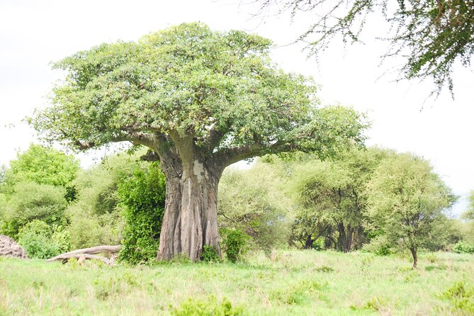 5 Day Private Lodge & Camping Tour of Tarangire, Serengeti & Ngorongoro Crater - What the private format is worth at $3,600