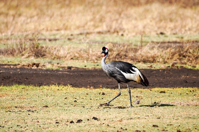 5-Day Private midrange Tour in Arusha with Airport Pickup - Day 3: Entering the Serengeti through the highlands
