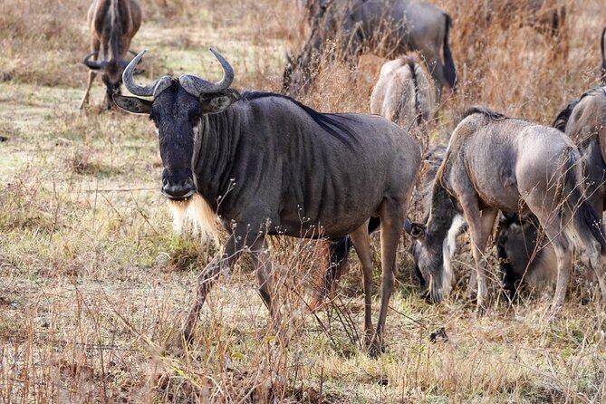 5-Day Private midrange Tour in Arusha with Airport Pickup - Day 4: A long Serengeti morning and transfer to Ngorongoro