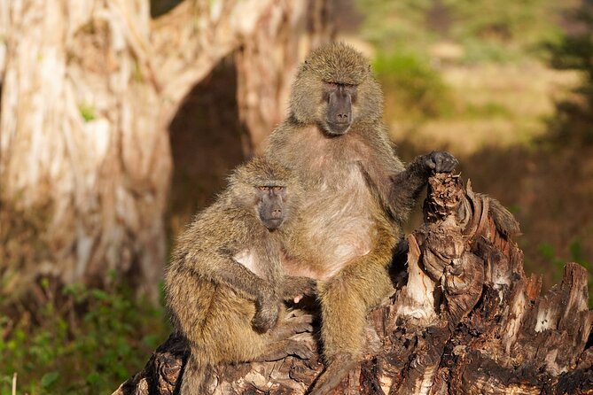 5-Day Private midrange Tour in Arusha with Airport Pickup - Guides can make or break the experience