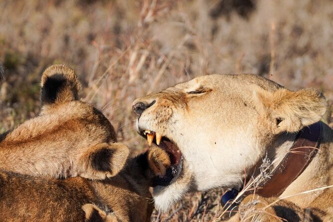 5-Day Private midrange Tour in Arusha with Airport Pickup - Day 2: Lake Manyara’s compact wildlife zone