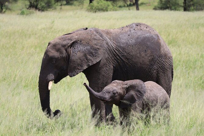 5-Day Private Safari in The Serengeti with Accommodation - Day 3: A full Serengeti game-viewing day