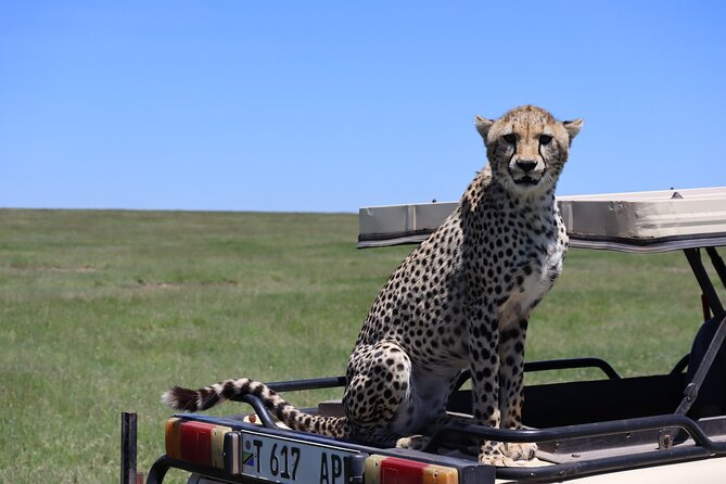 5-Day Private Safari in The Serengeti with Accommodation - Day 4: Ngorongoro Crater, Africa’s natural arena