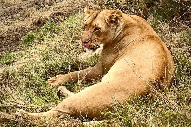 5-Day Private Safari in The Serengeti with Accommodation - Accommodation, meals, and the real value of $2,700