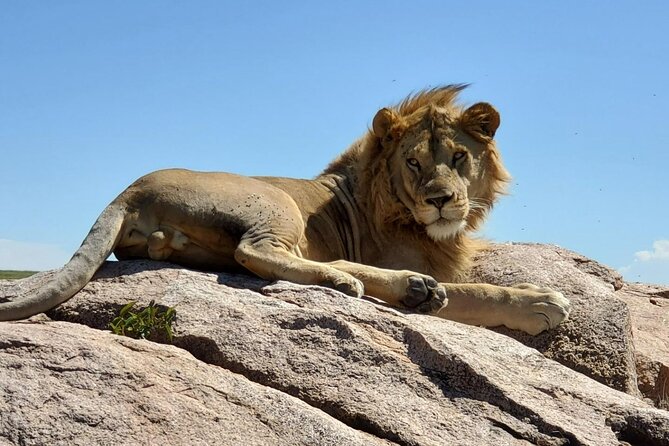 5-Day Private Safari in The Serengeti with Accommodation - Local contact and the optional Maasai village visit