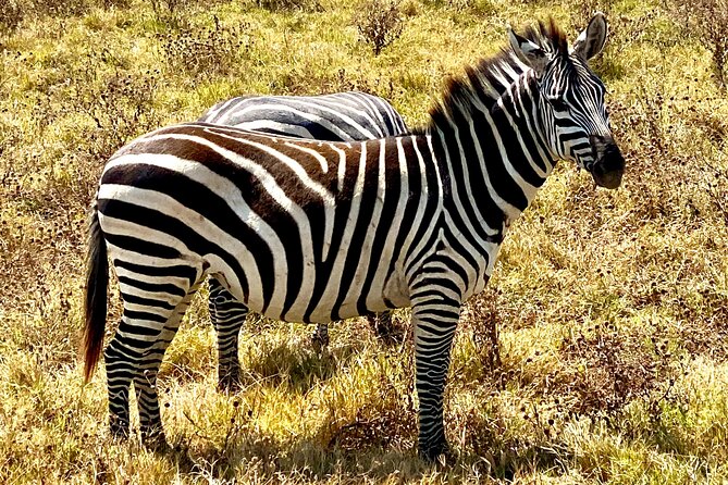 5-Day Private Safari in The Serengeti with Accommodation - Day 1: Lake Manyara, flamingos, baboons, and tree-climbing lions