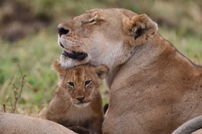5-Day Private Safari Tour in Northern Tanzania - Key points at a glance