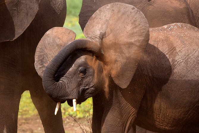 5-Day Private Safari Tour in Northern Tanzania - Three famous parks in five days