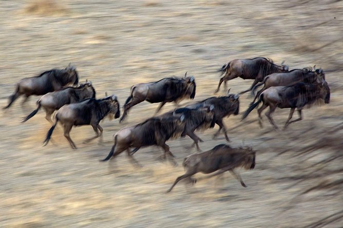 5-Day Private Safari Tour in Northern Tanzania - Day 3: Central Serengeti and big-cat country