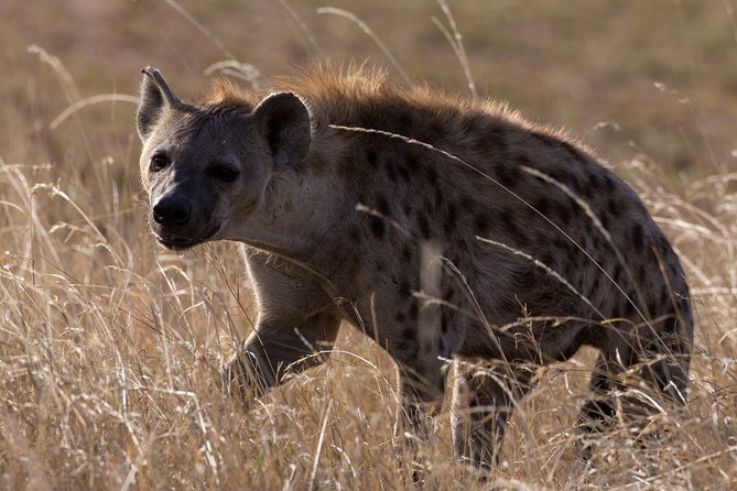 5-Day Private Safari Tour in Northern Tanzania - Day 5: Ngorongoro Crater and the big five