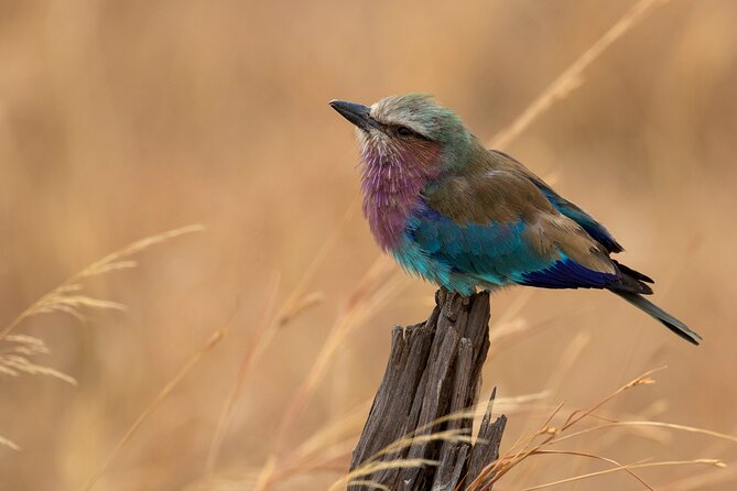 5-Day Private Safari Tour in Northern Tanzania - Day 1: Tarangire’s elephants and baobabs