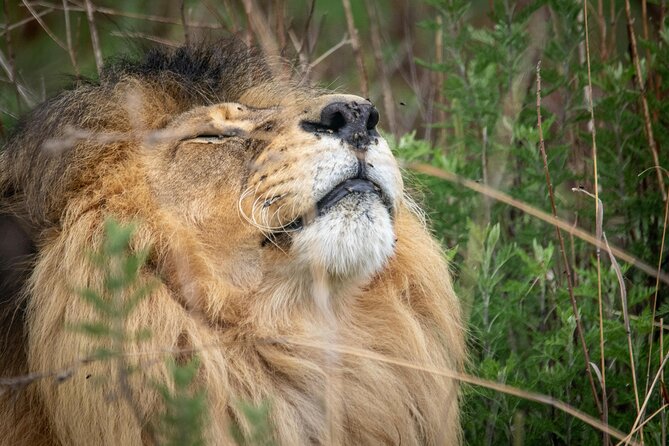 5-Day Safari Symphony: Tarangire, Serengeti & Ngorongoro Marvels - Five details worth knowing first
