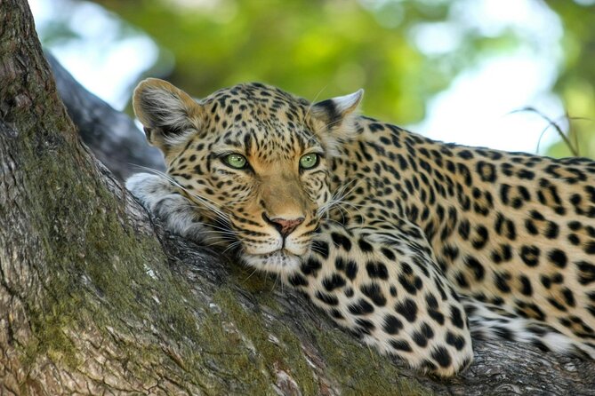 5-Day Safari Symphony: Tarangire, Serengeti & Ngorongoro Marvels - Why this route works in five days