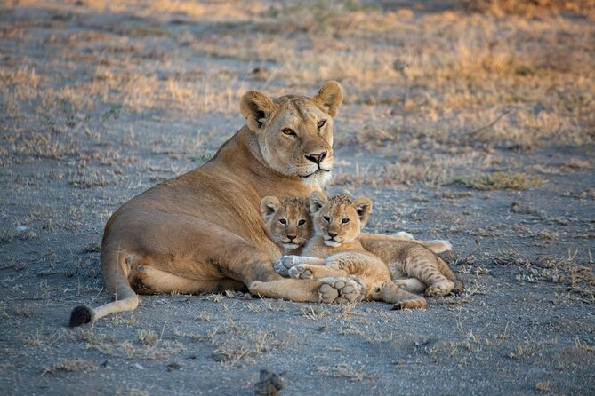 5-Day Safari Symphony: Tarangire, Serengeti & Ngorongoro Marvels - Day 1: Tarangire gives you an elephant-rich beginning