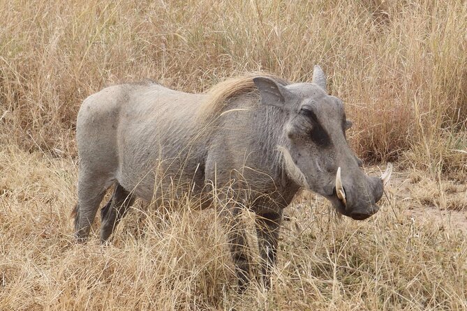 5 day safari Tarangire Serengeti and Ngorongoro crater - Day 3: Ten hours in the Serengeti